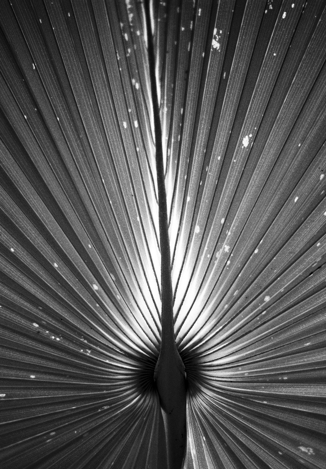 Light shining through palm leaf