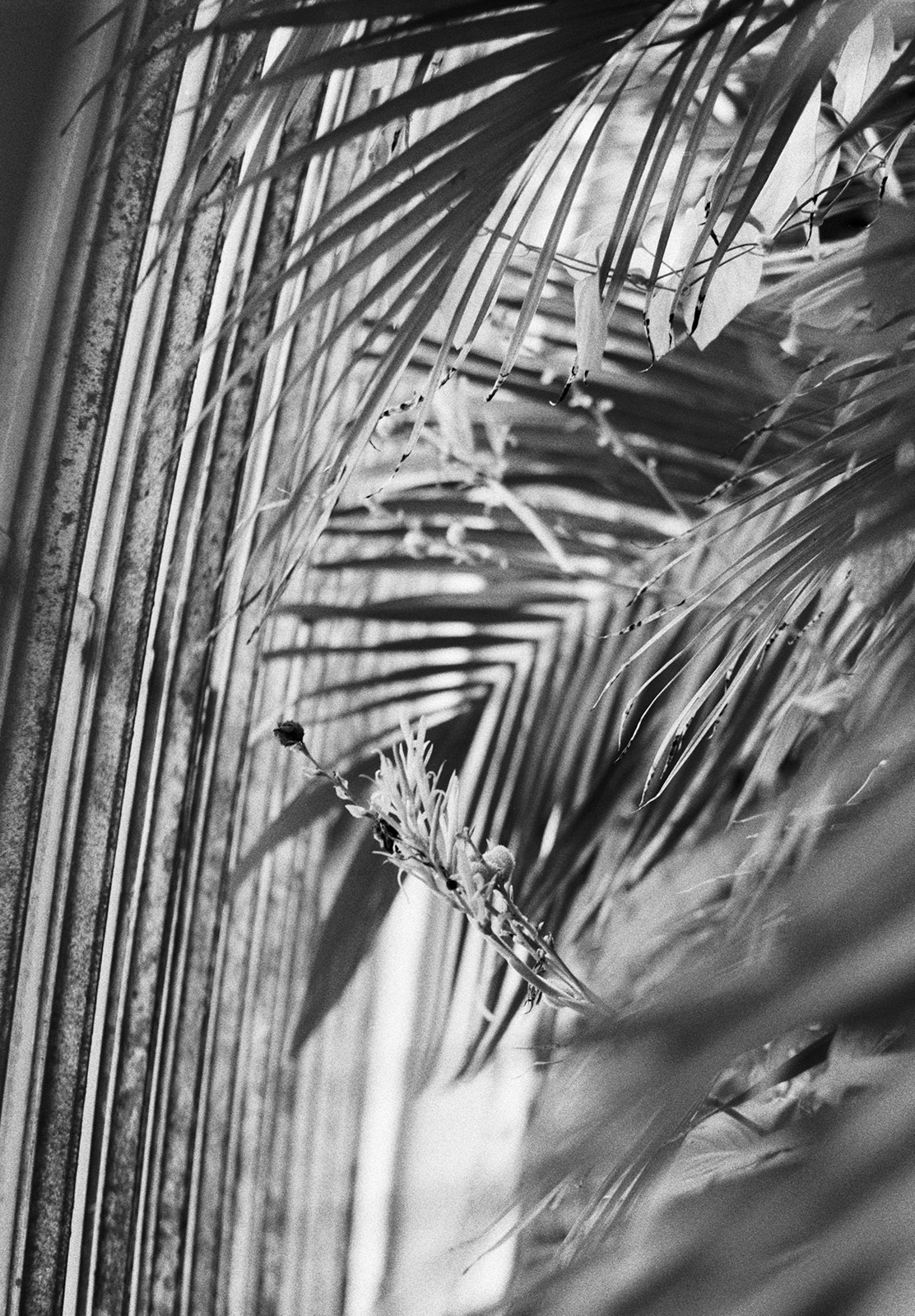 Layers of palm leaves