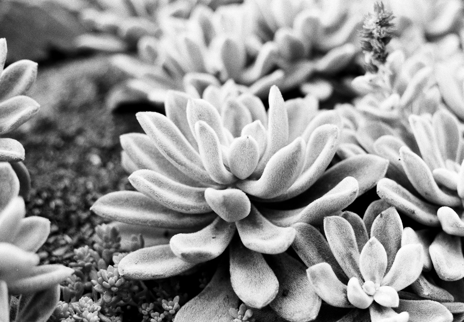 Closeup of succulents