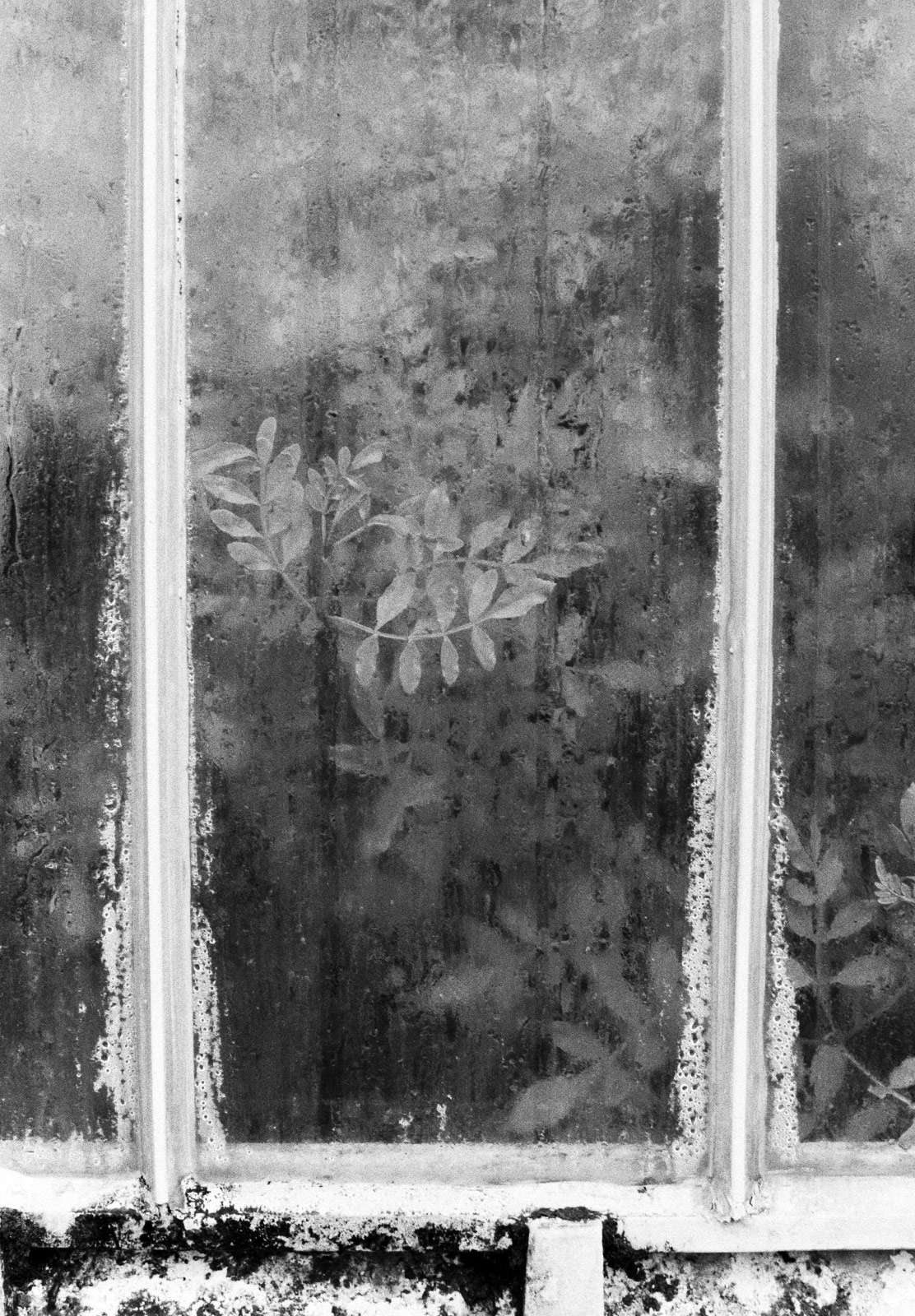 Leaves against steamy window