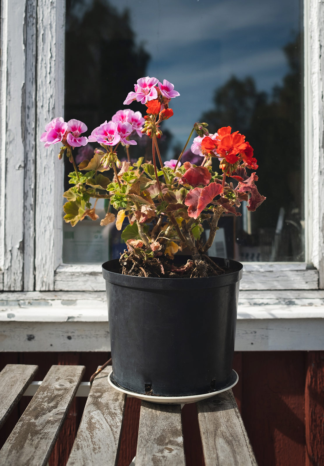 Flowers on table
