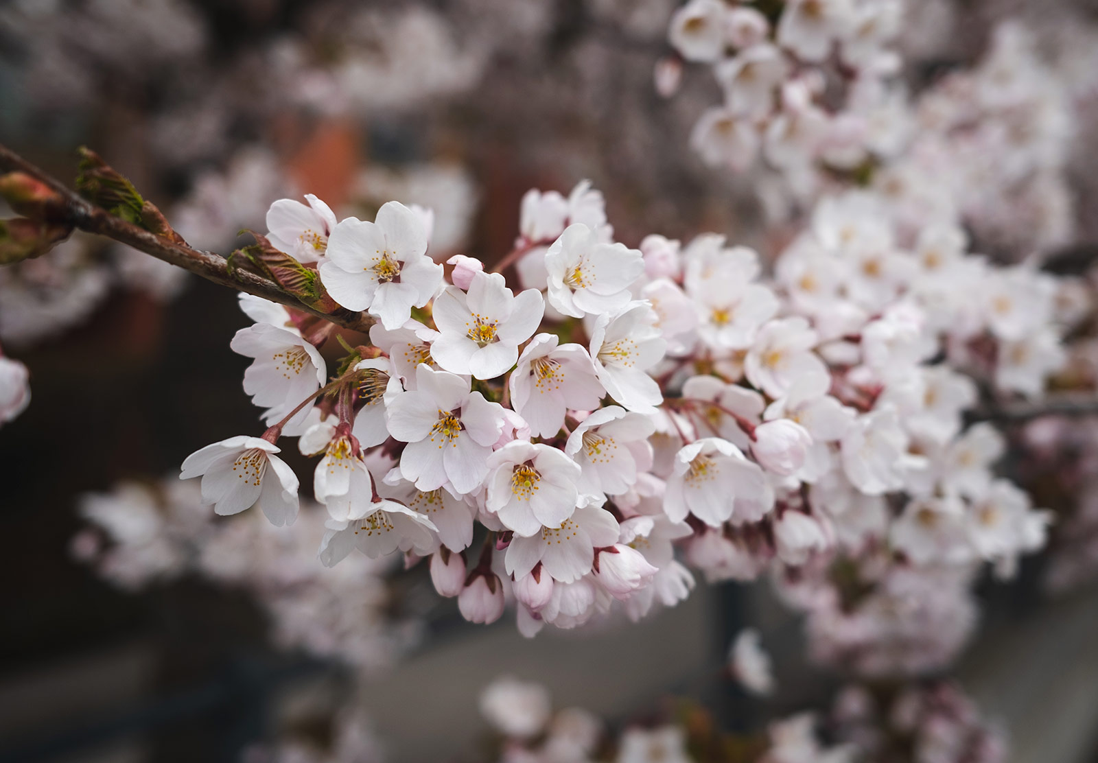 Closeup of white flowers