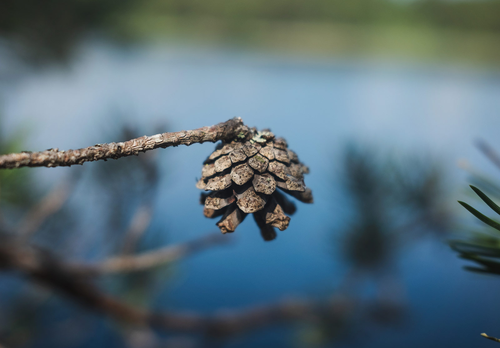 Single pinecone on a branch