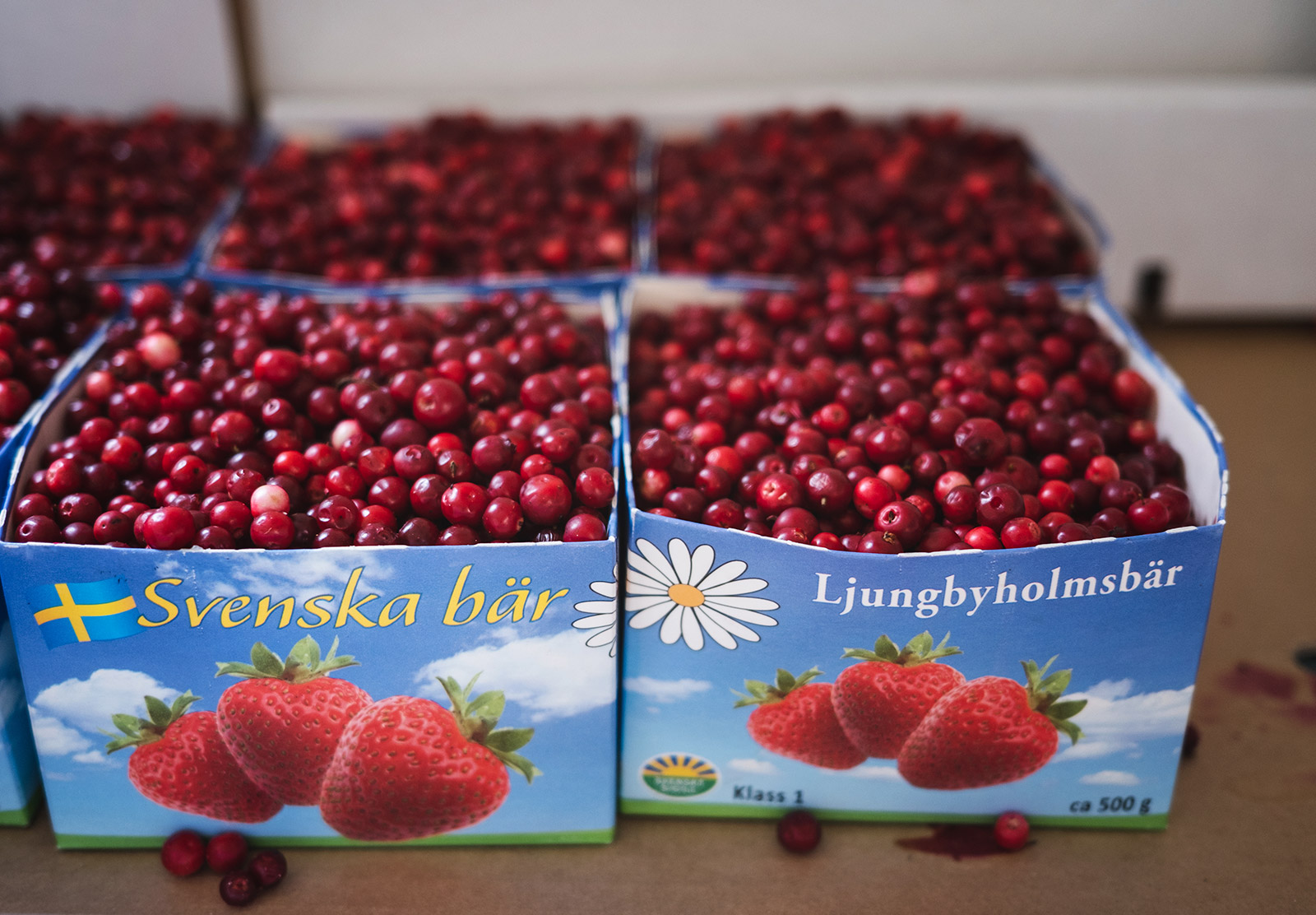 Punnets of lingonberries