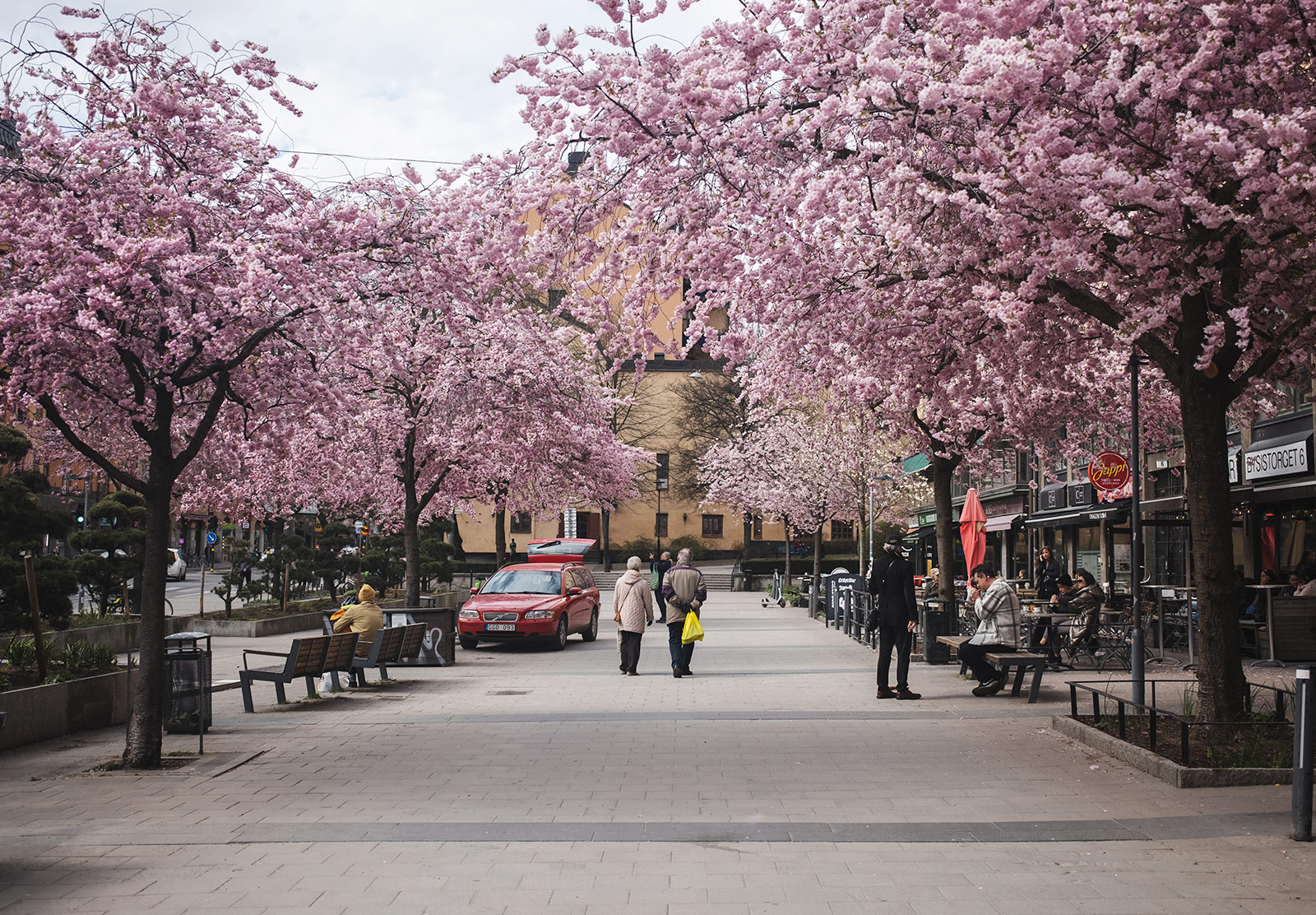 Row of cherry blossom trees