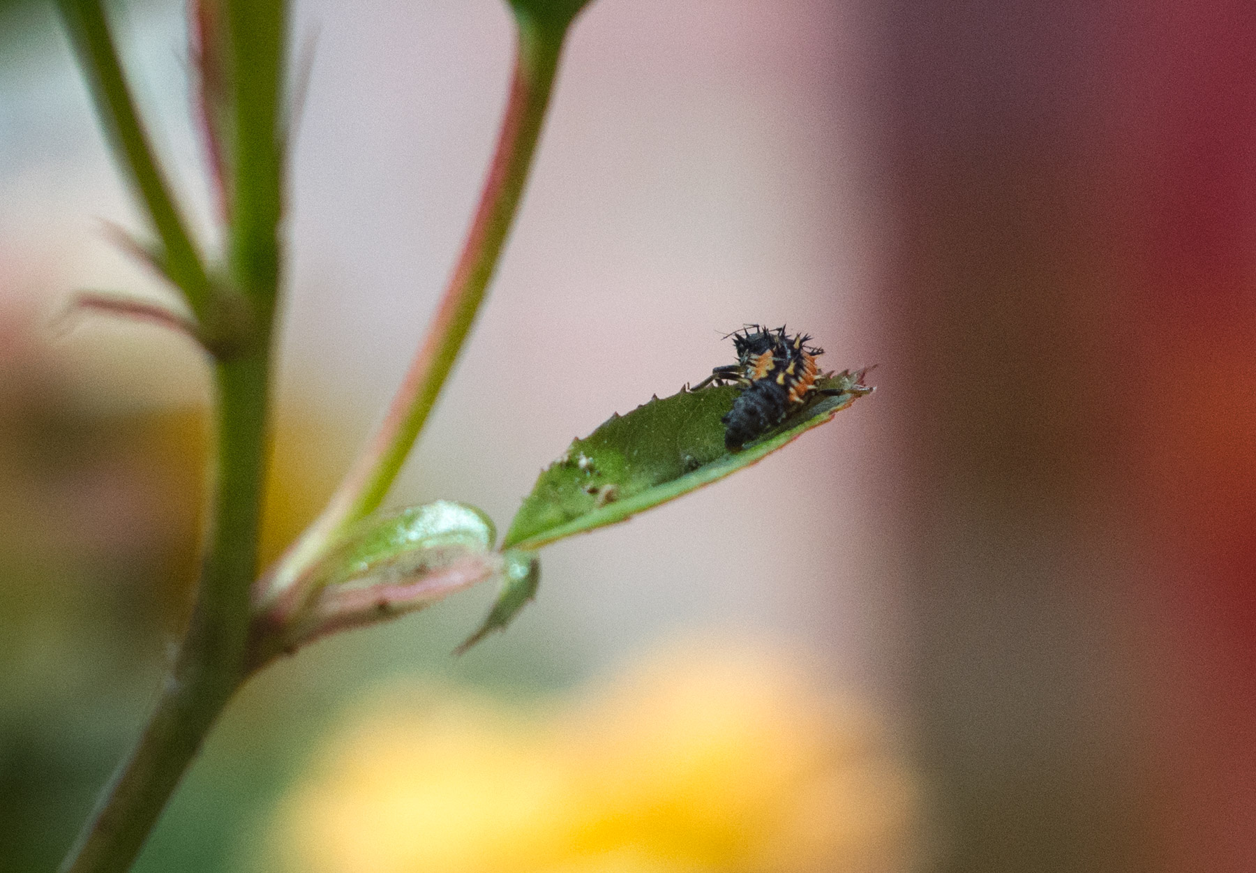 Black and orange bug