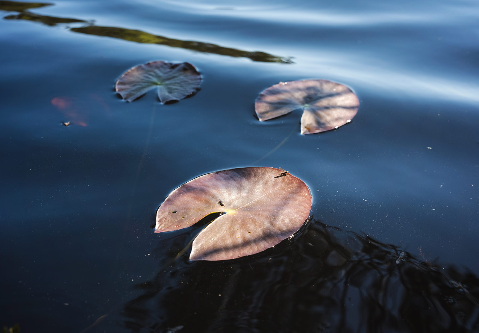 Water lilies on blue water