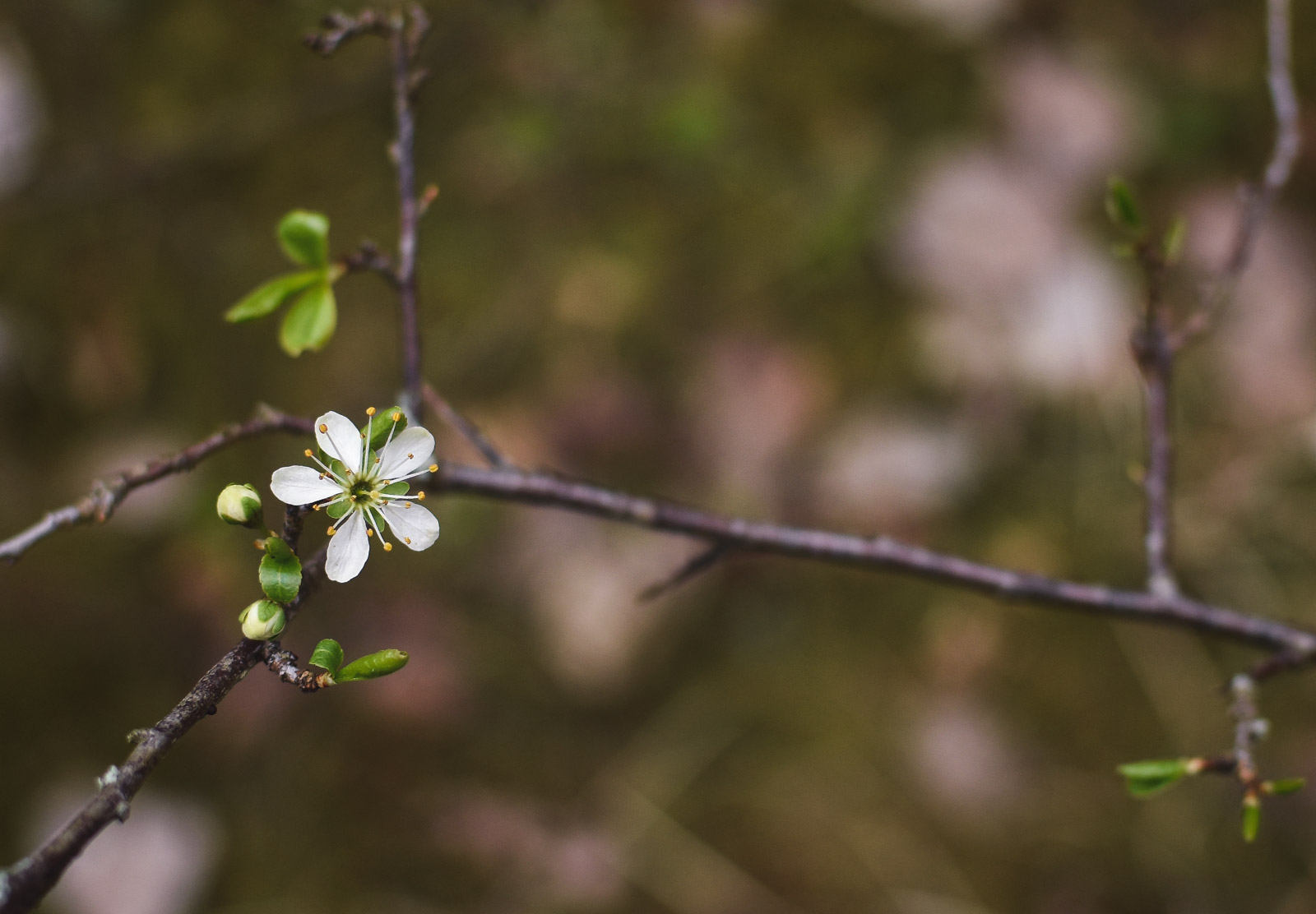 Single flower on branch