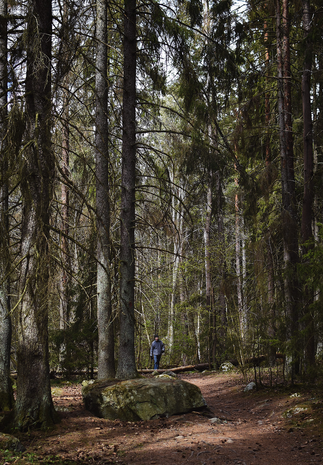 Man in tall trees