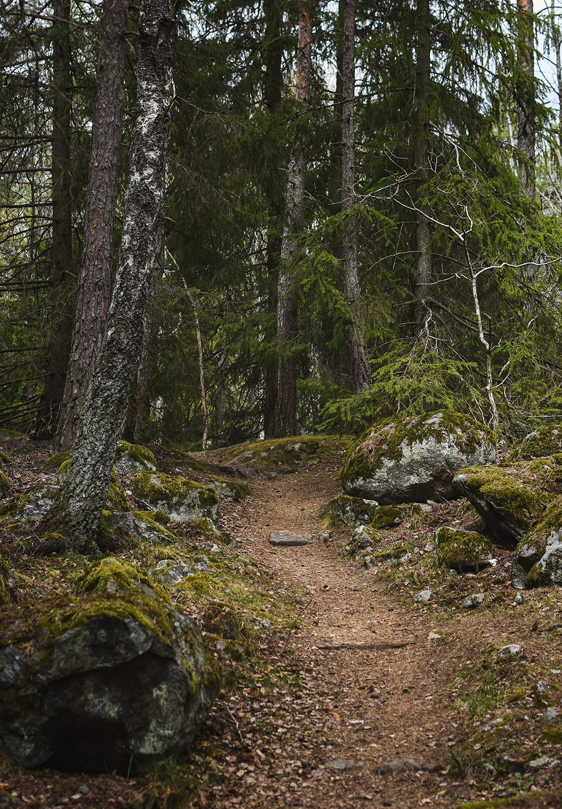 Forest path