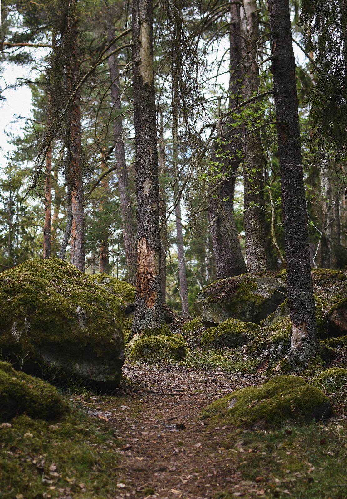 Trees on trail