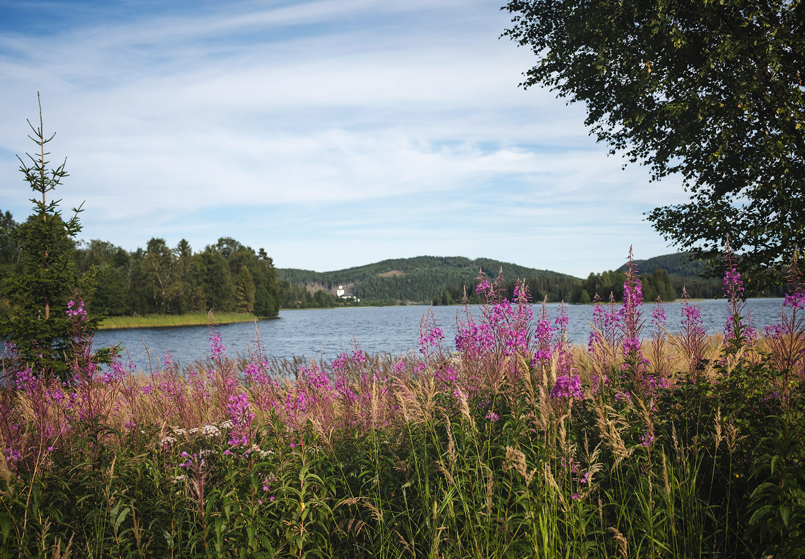 Flowers and lake