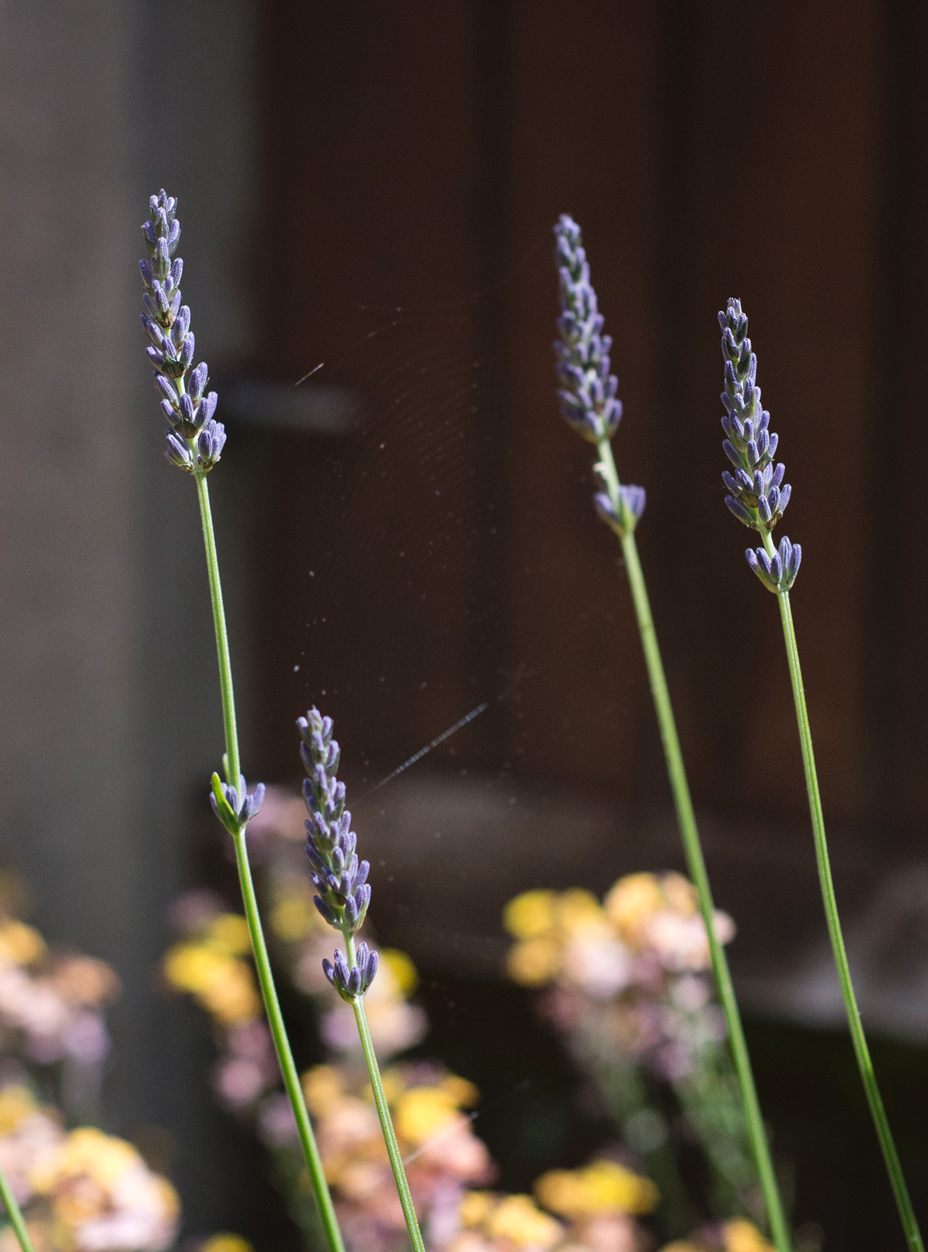 Lavender buds
