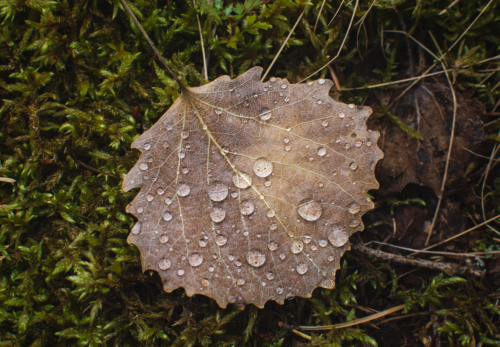 Water droplets on leaf