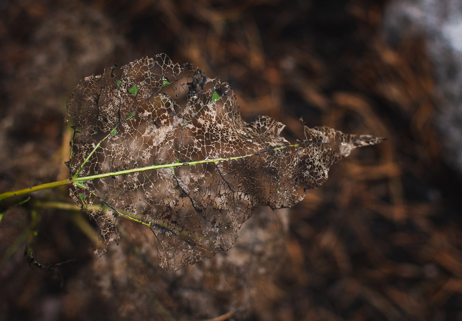 Leaf skeleton