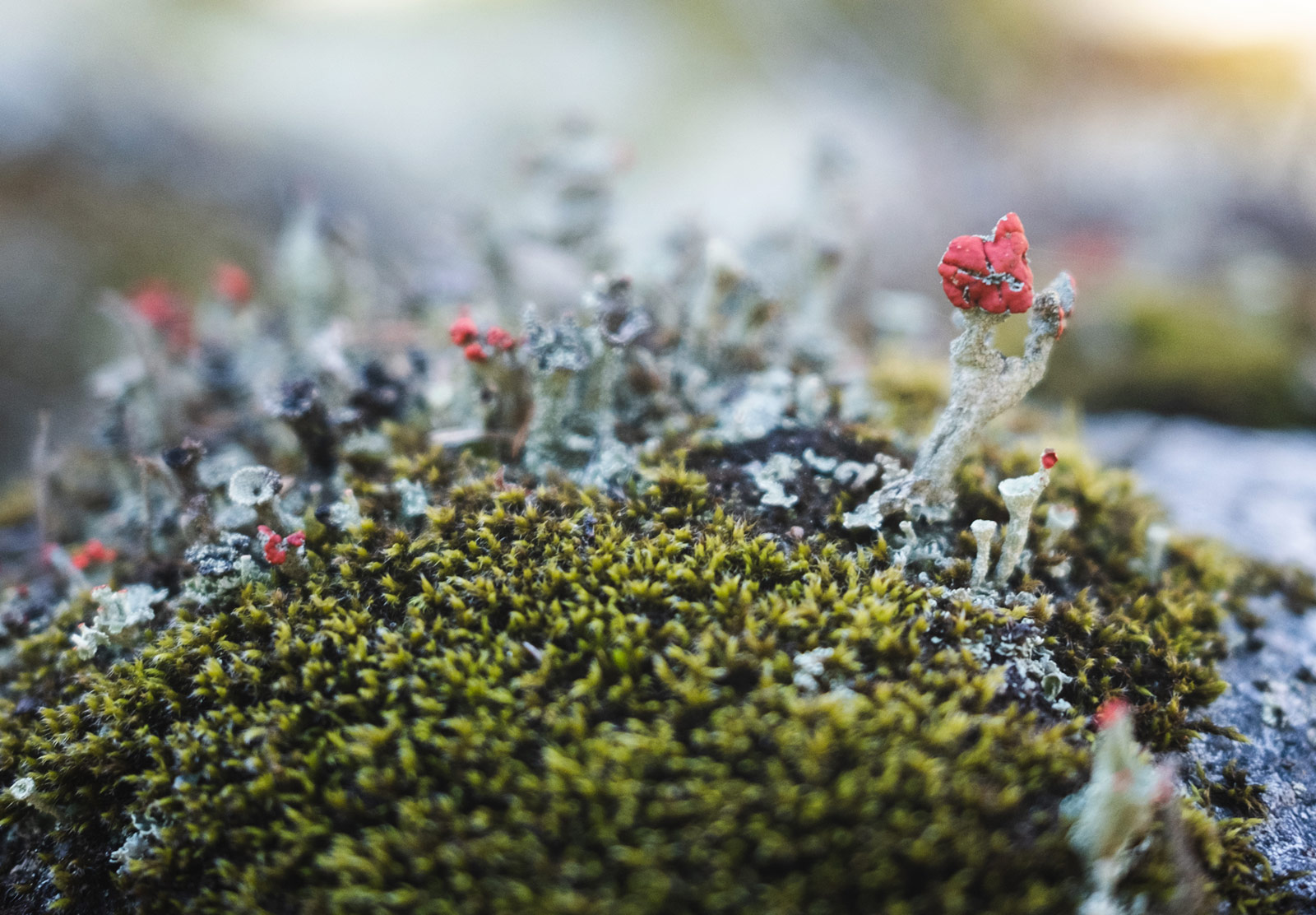 Tiny red flower