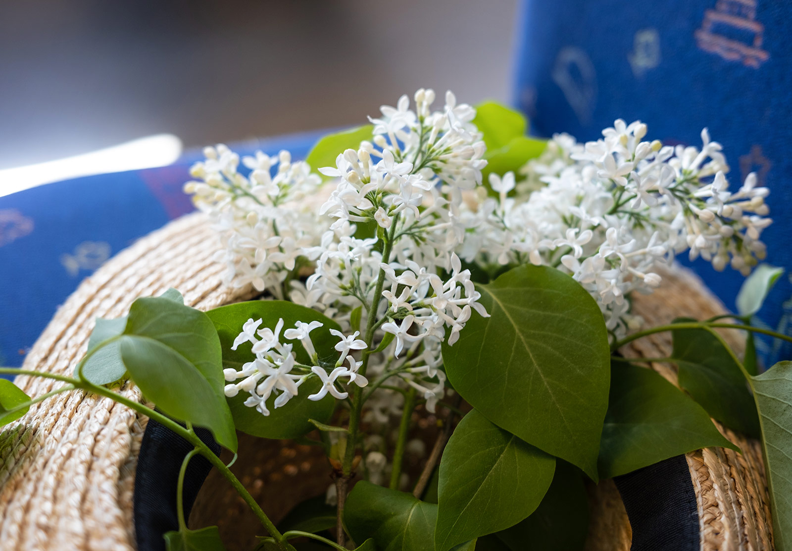 Lilac sprigs in a hat