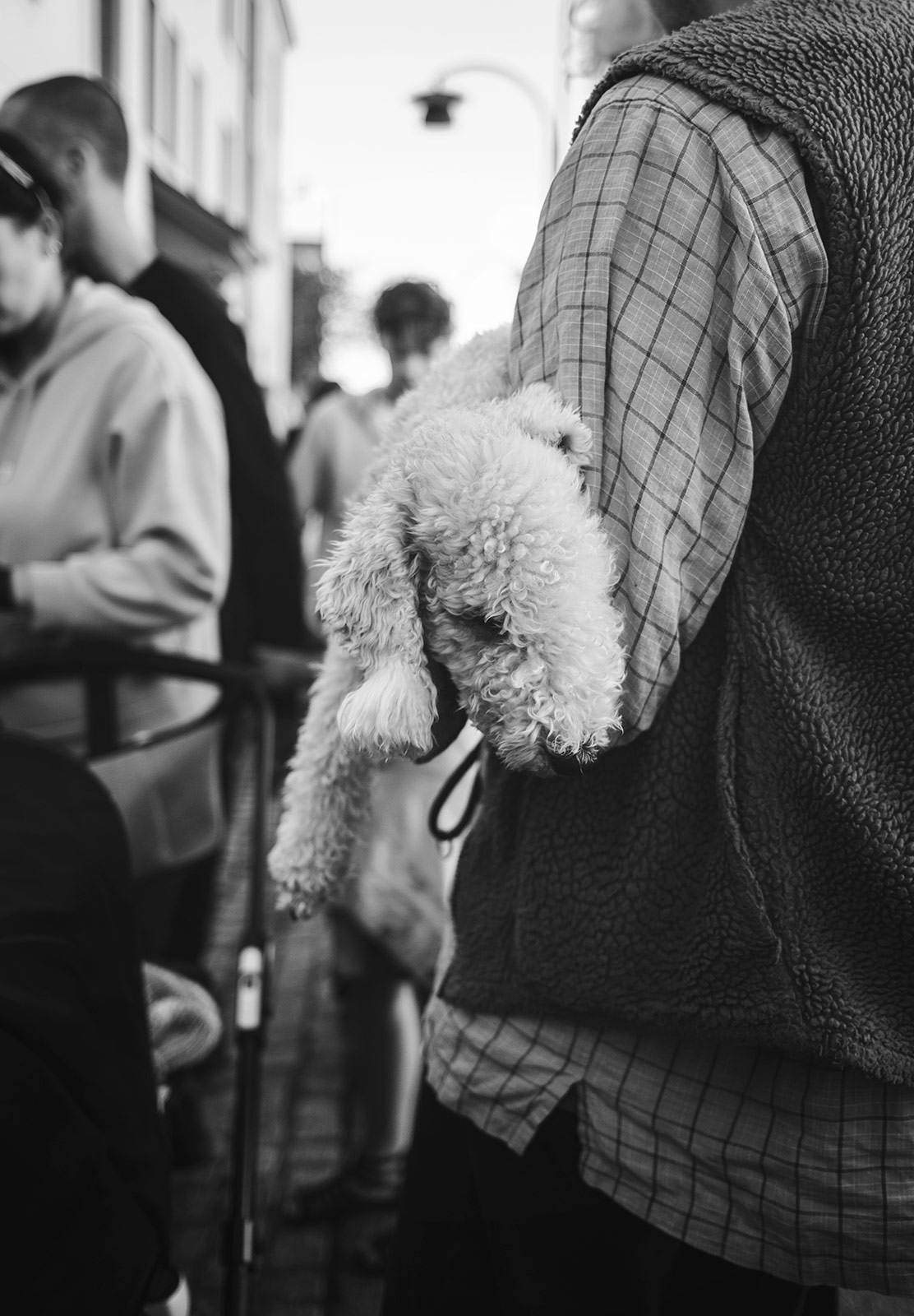 Dog being carried
