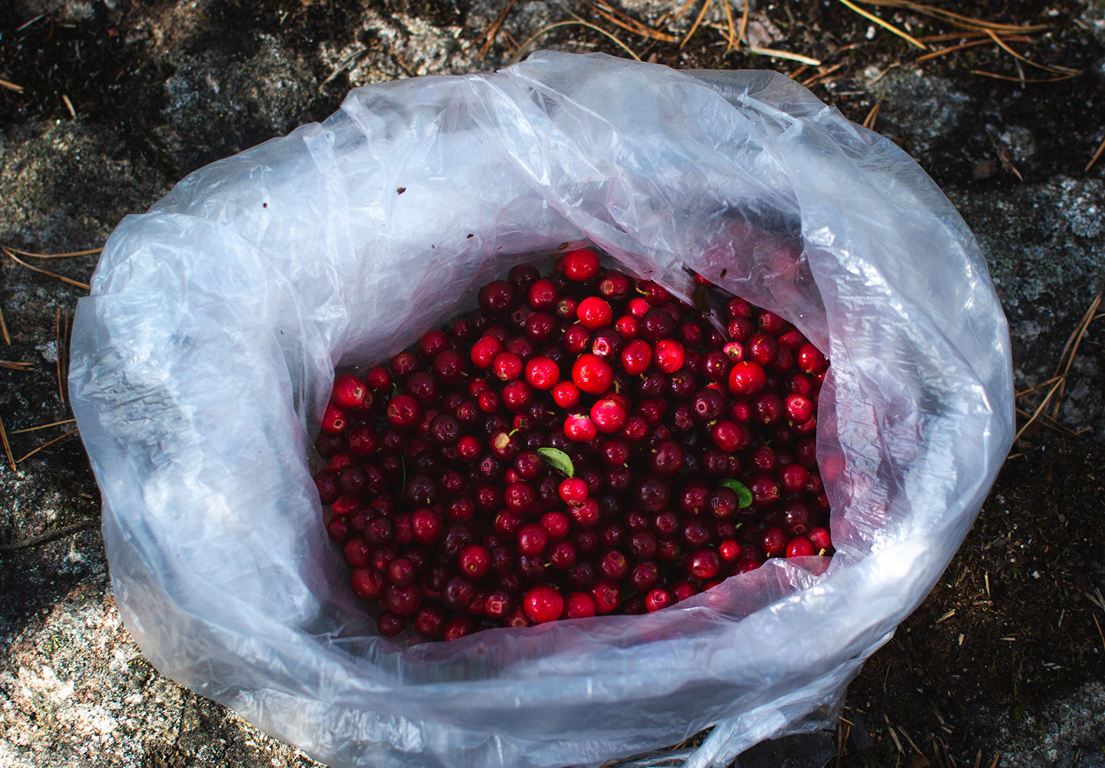 Red berries in bag