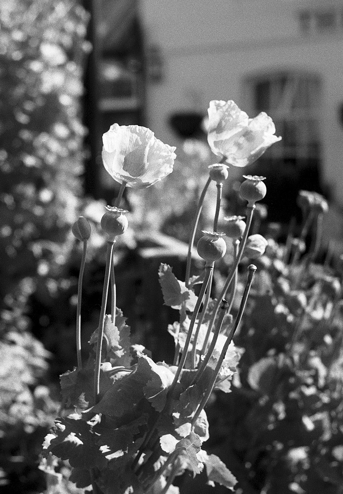 Poppy heads