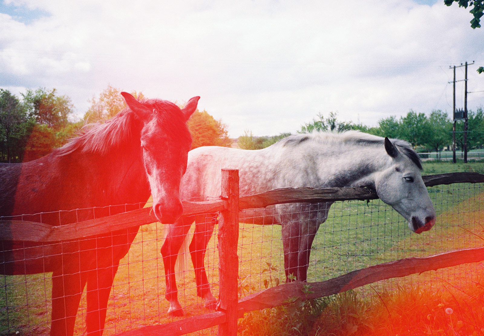 Horses in field