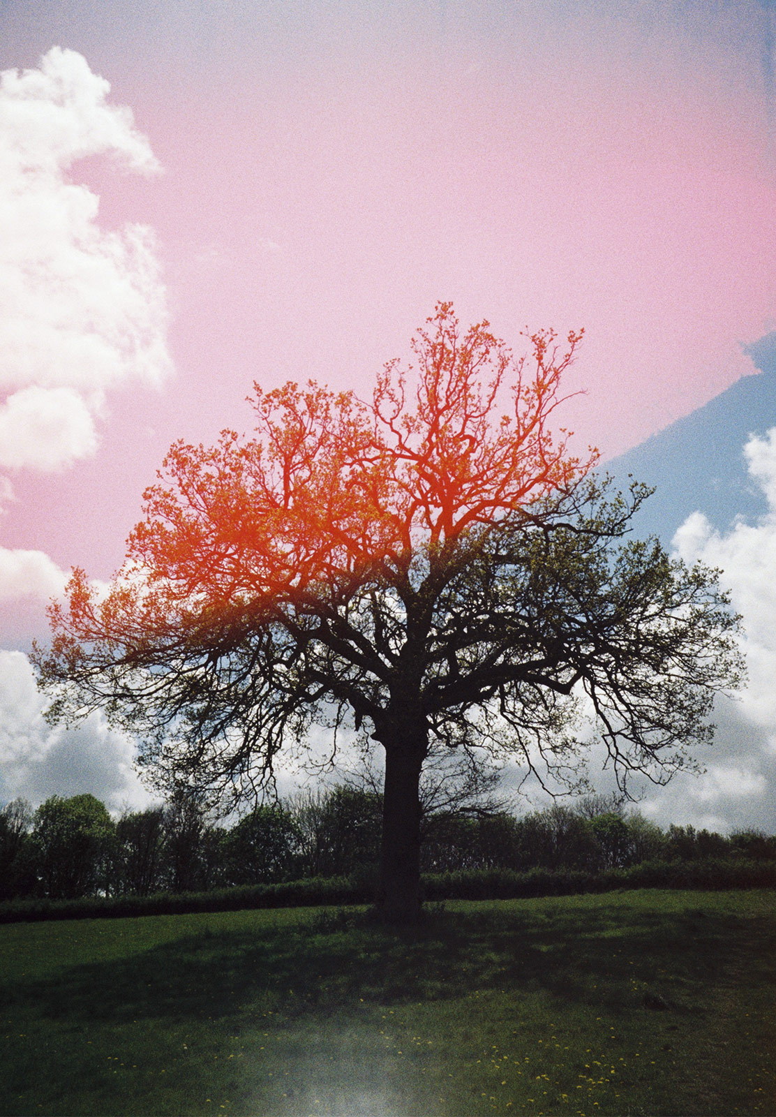 Leafless tree on hill