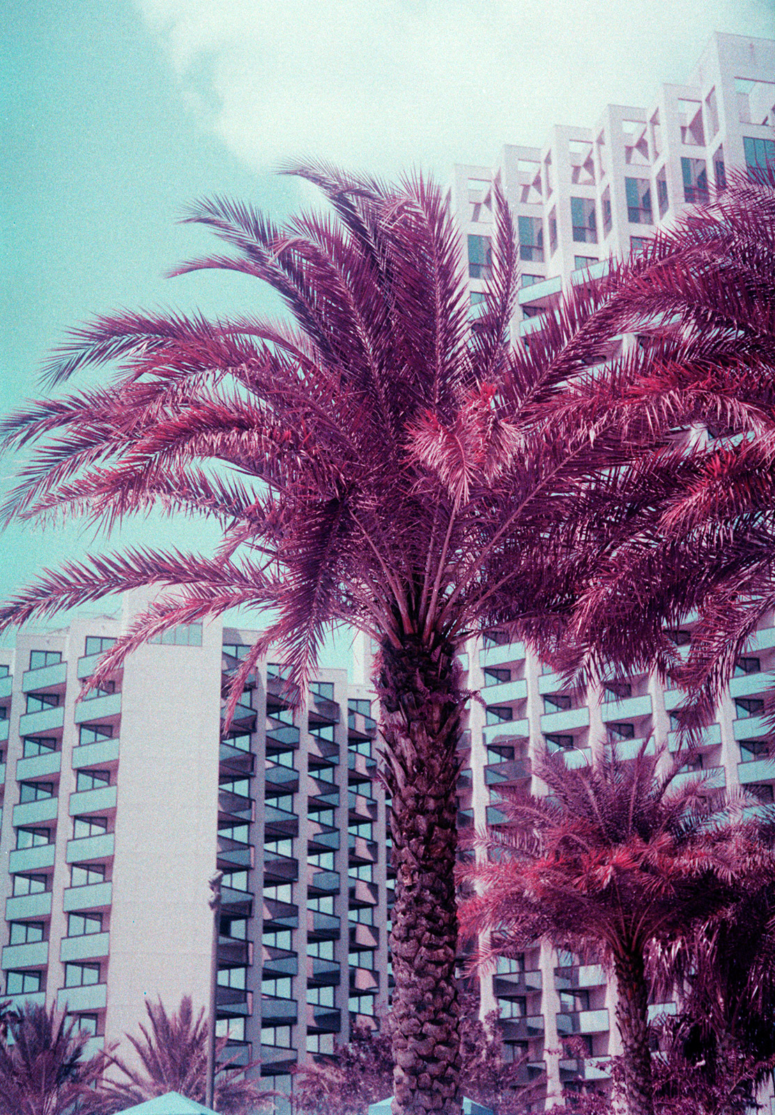 Palm tree