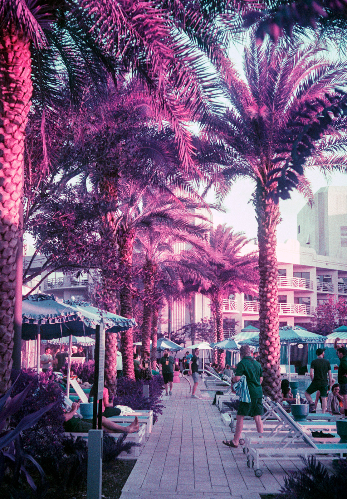 Palm trees at poolside