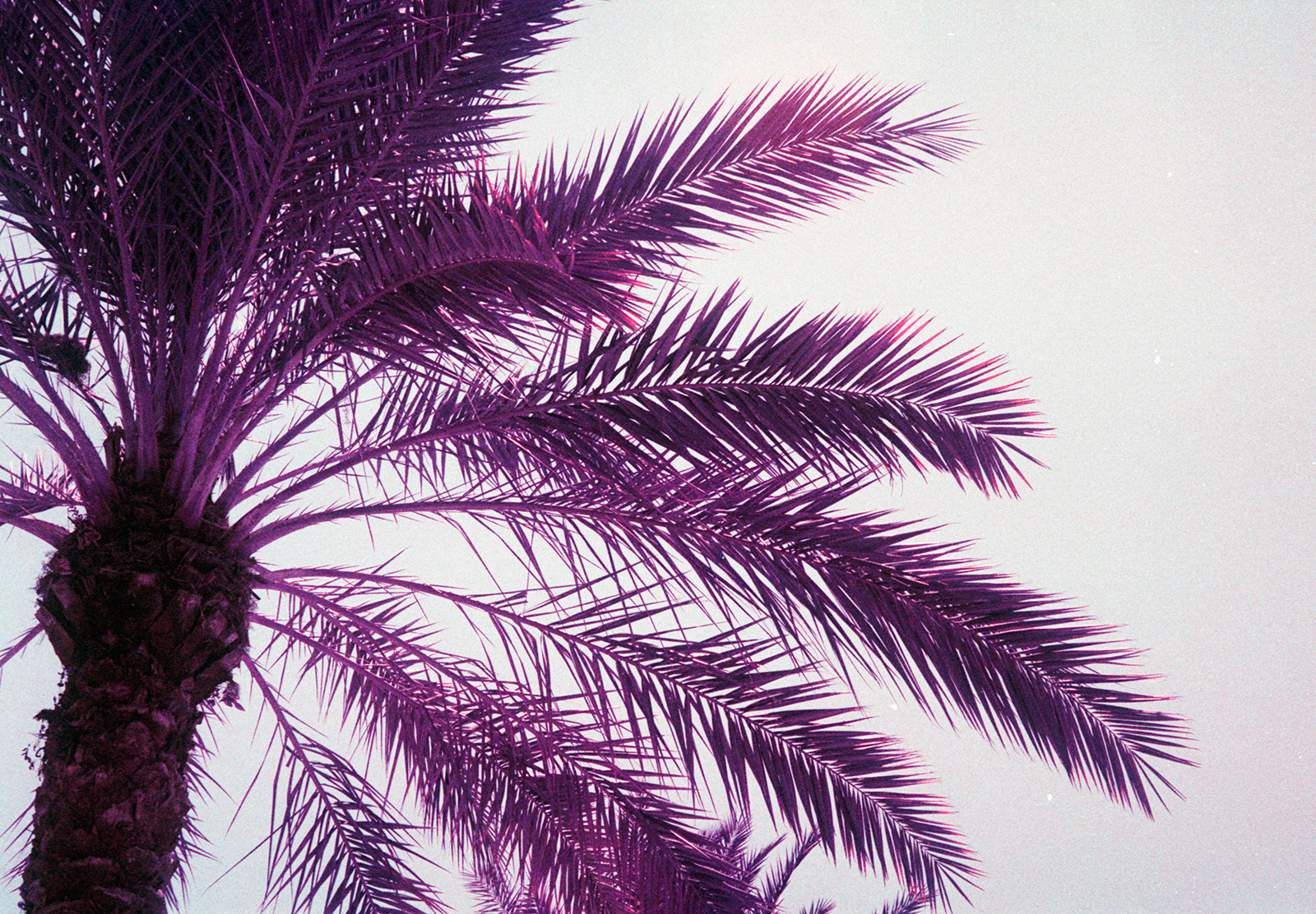 Botanical shadows