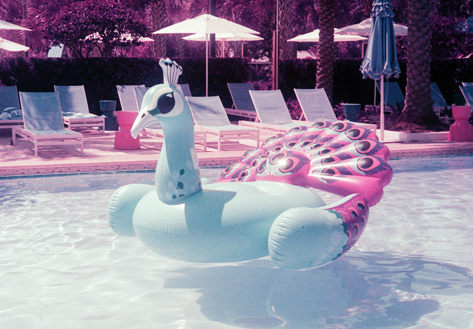 Inflatable peacock in pool