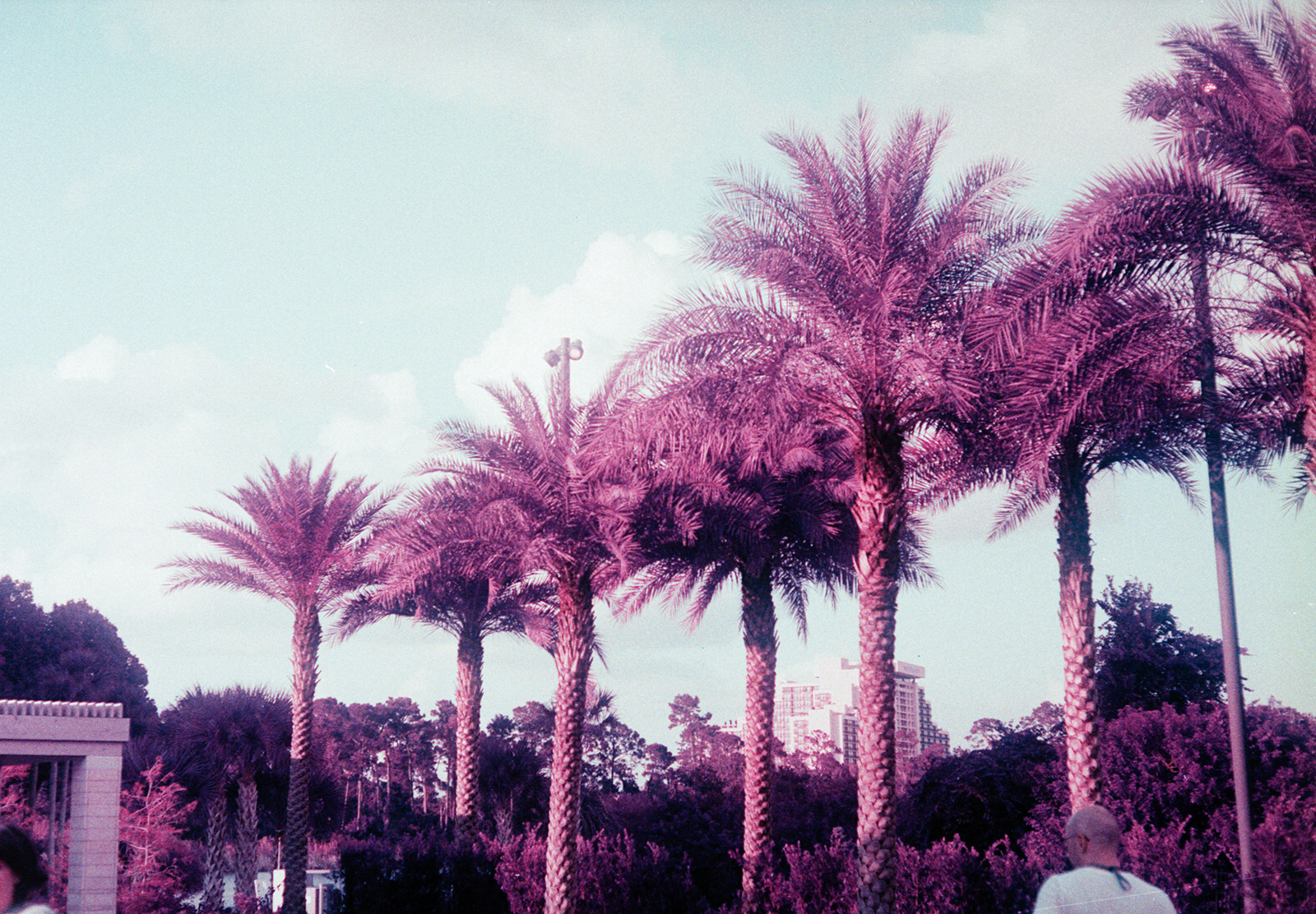 Row of palm trees