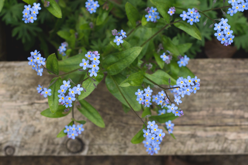 Love in a mist flowers