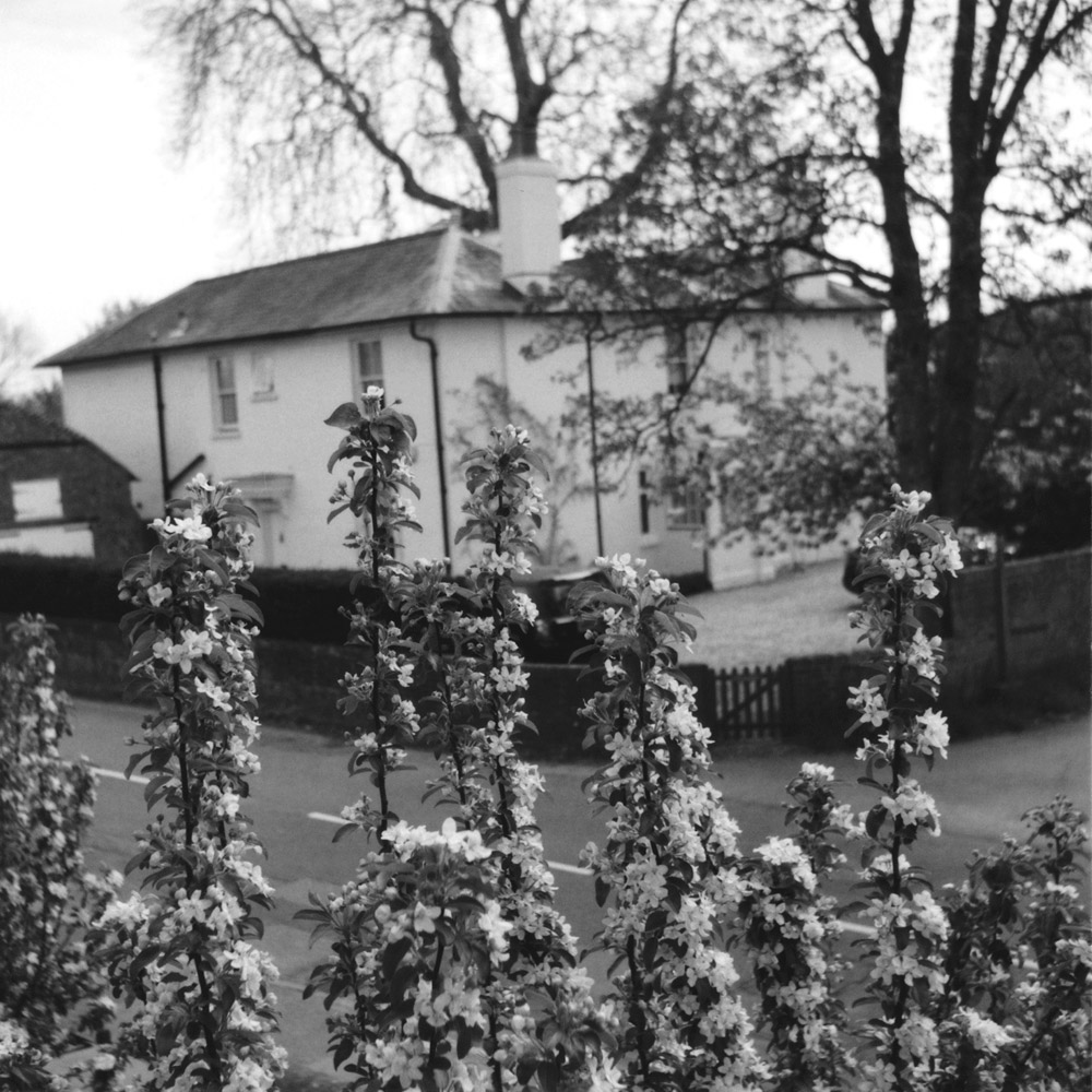 Blossom on branches