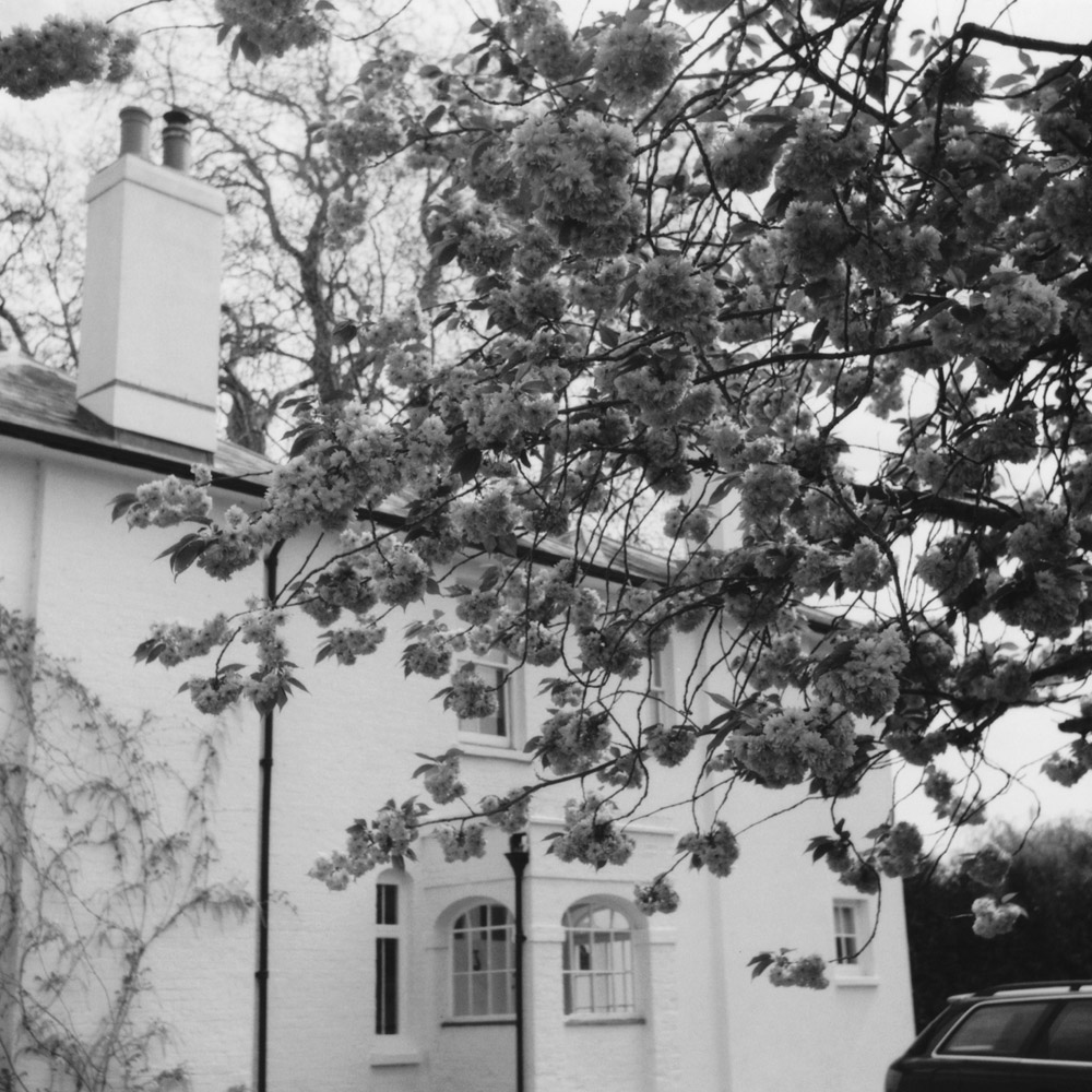 Blossom branches in front of house