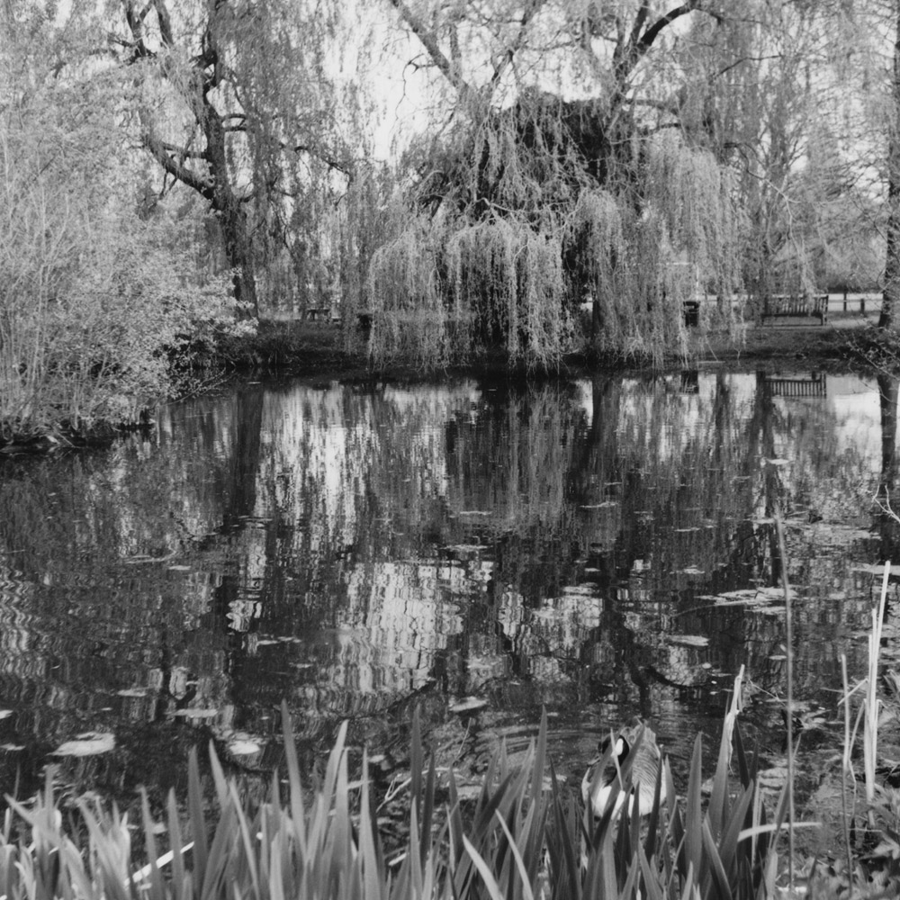 Reflections on pond