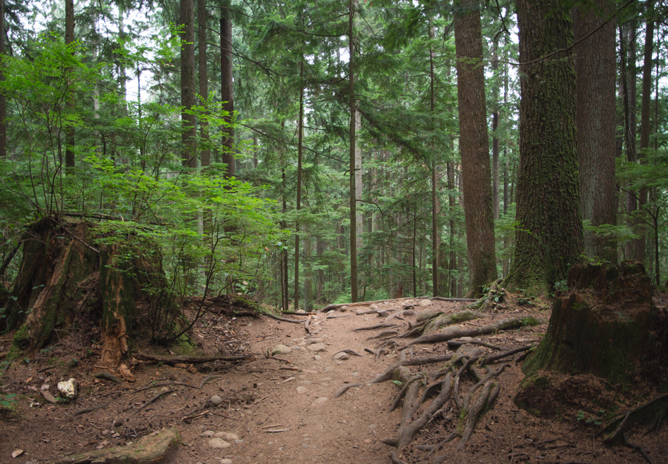 Dirt trail and trees