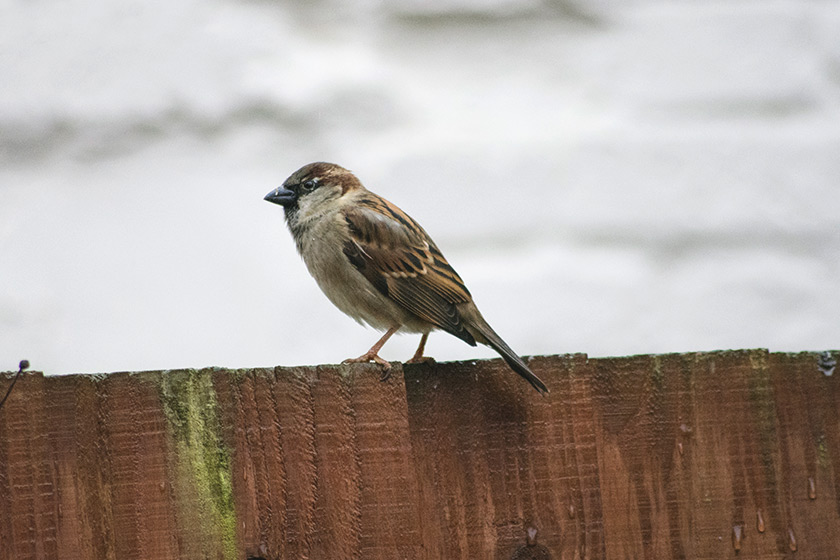 Sparrow on fence