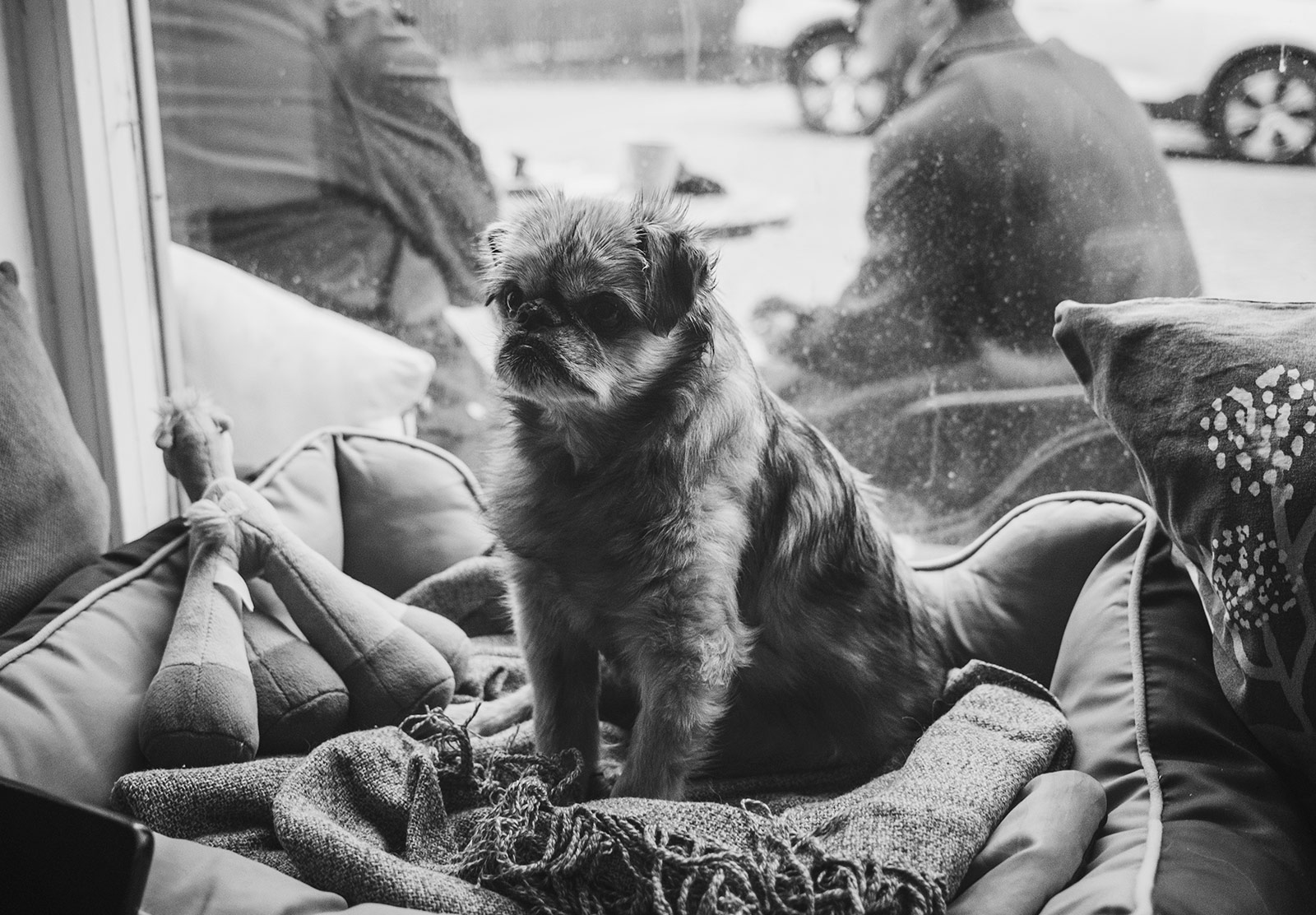 Grumpy dog sat on blanket