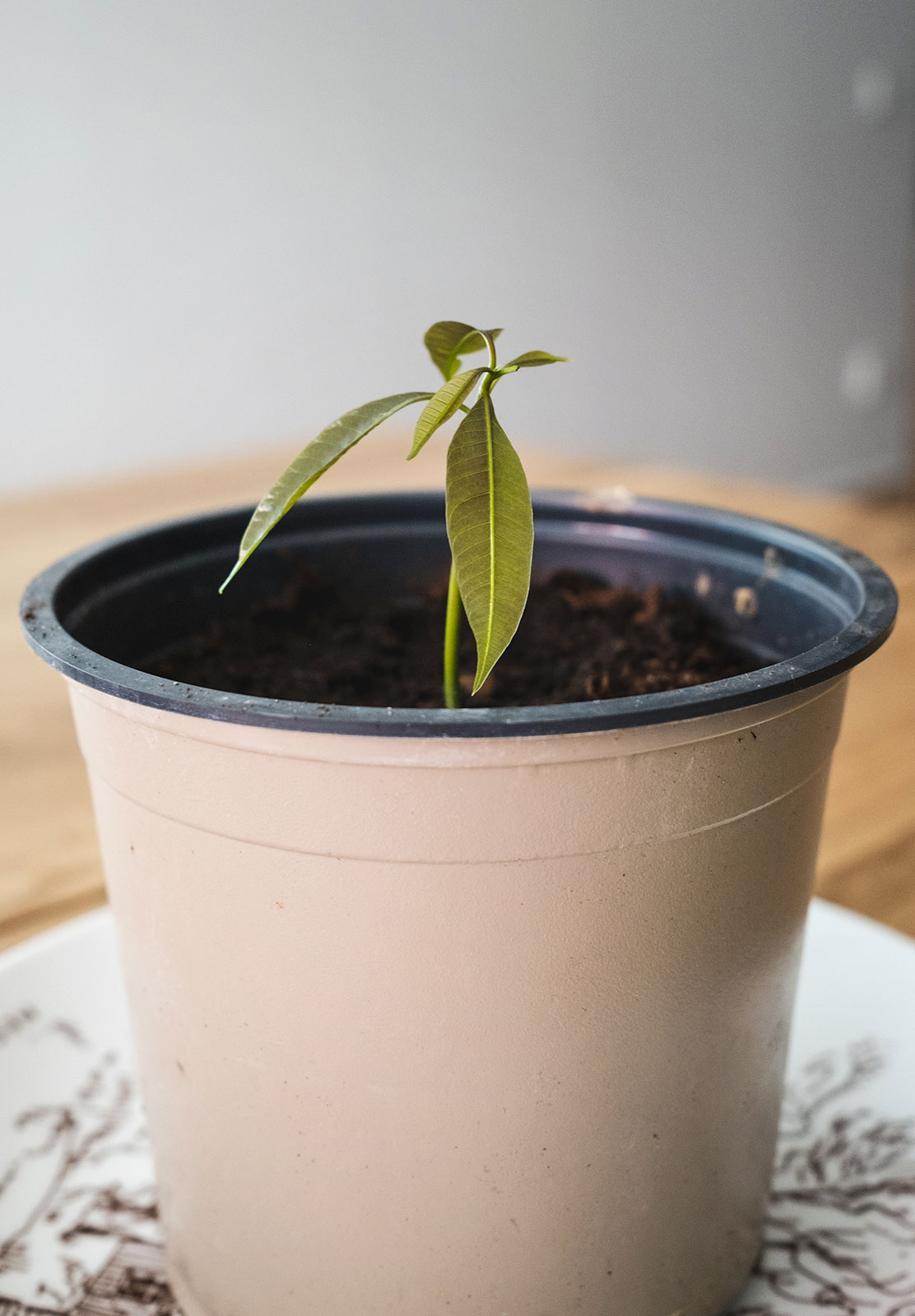 Plant in pot