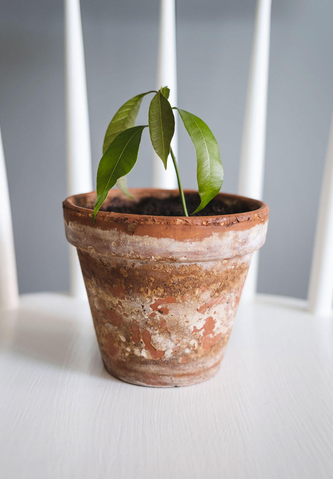 Sapling in terracotta pot