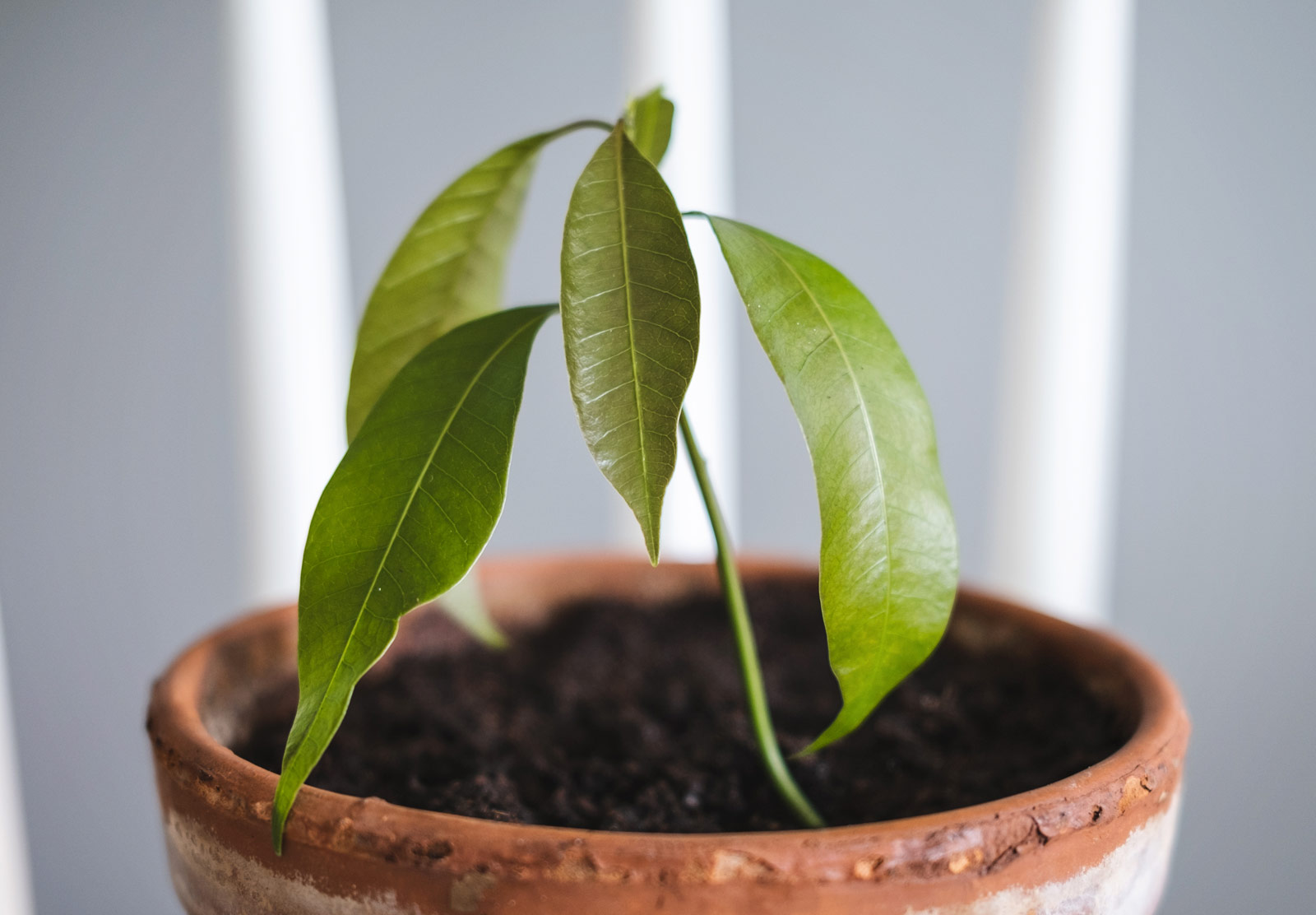 Closeup of leaves