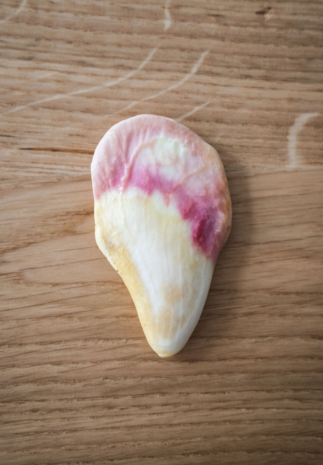 Pink mango seed