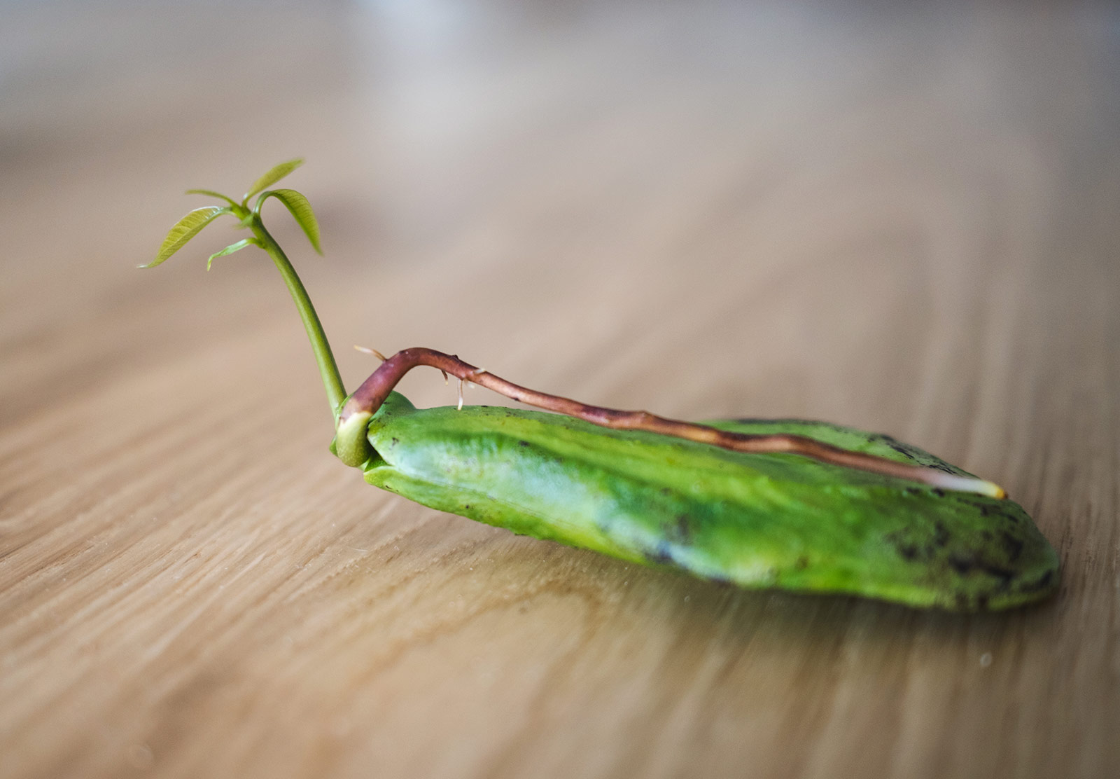 Shoot growing out of seed