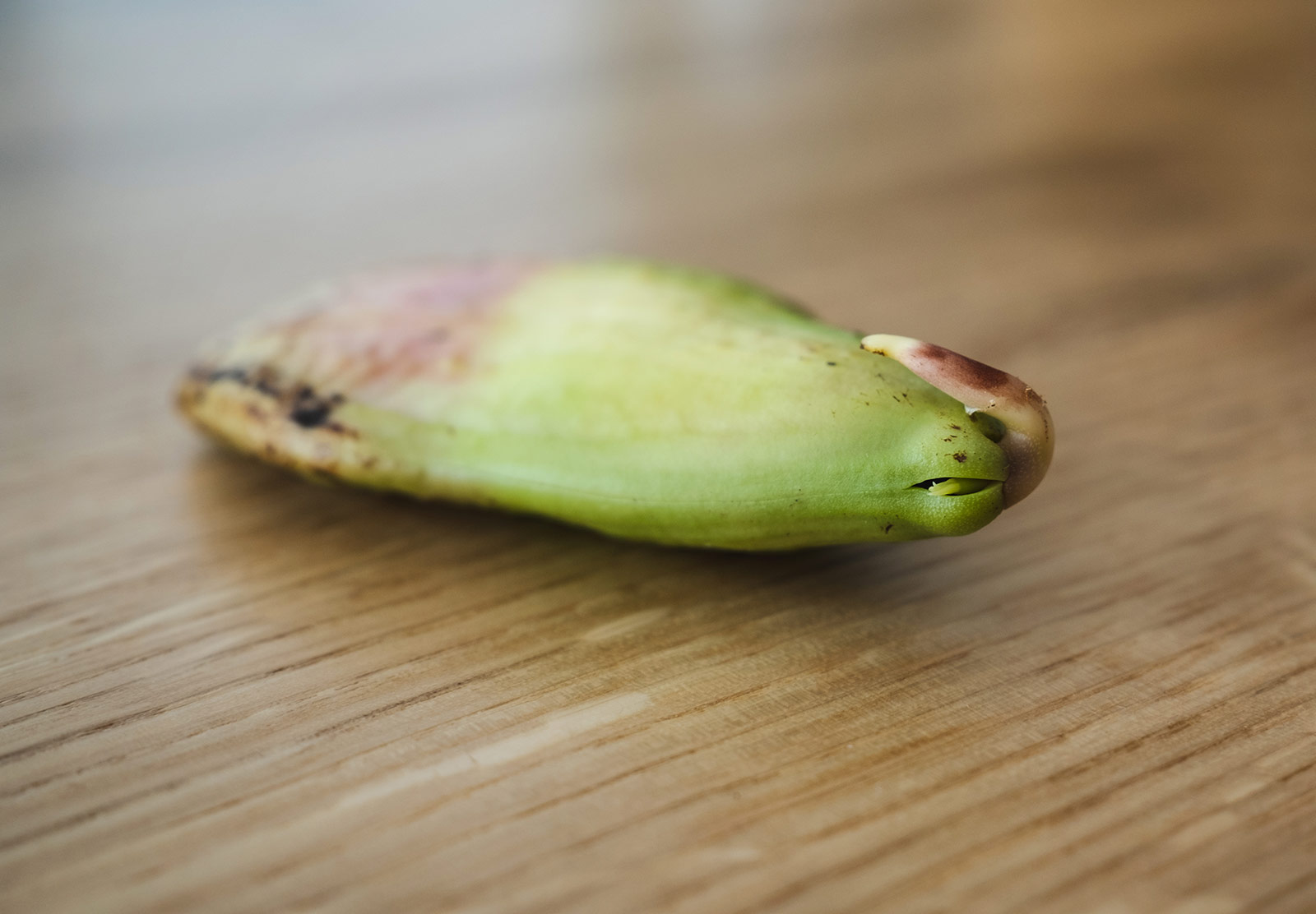 Split in green seed