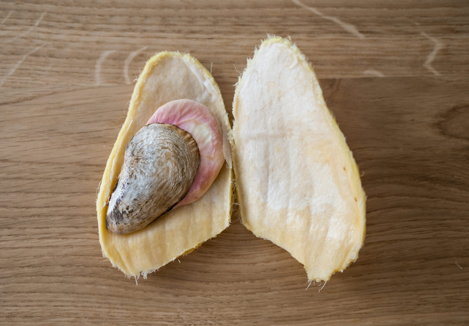 Large seed in thick husk