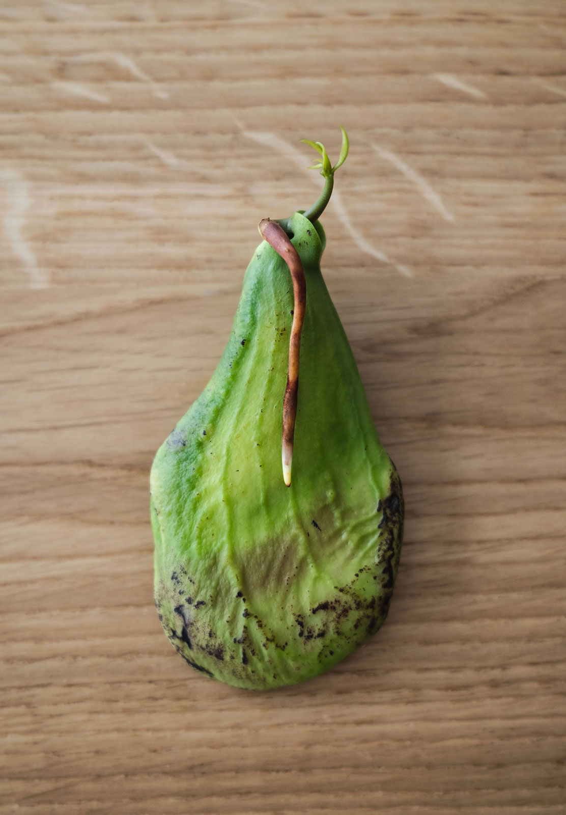 Thick root growing out of seed