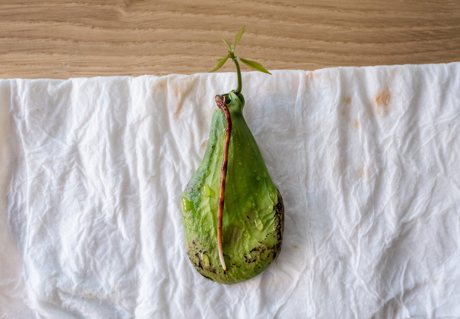 Damp seed on paper