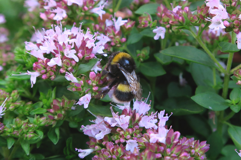 Bee on marjoram flowers