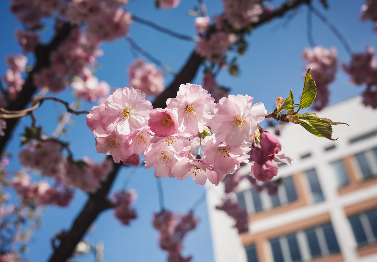 Cherry blossom against sky