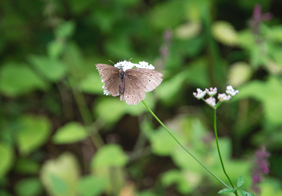 Brown butterfly on flower